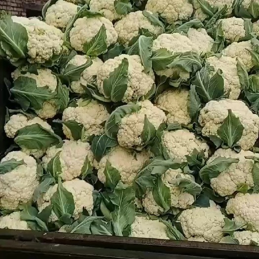 博爱县松花菜大量上市