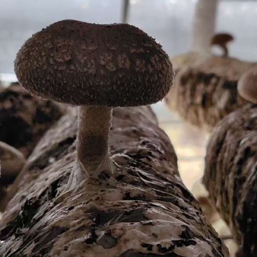 香菇批发