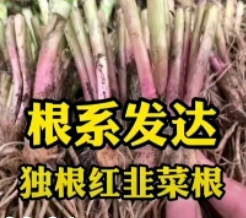 独根红韭菜