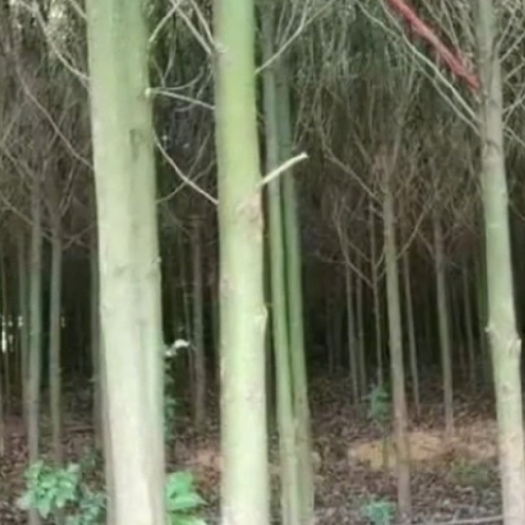 连平县香樟树苗木5—10公分统货急售