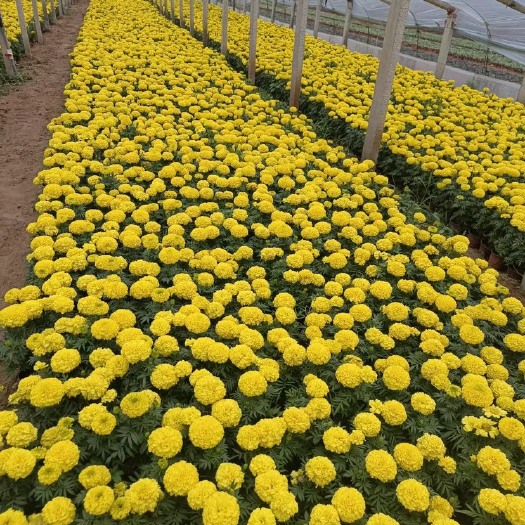 青州市万寿菊基地