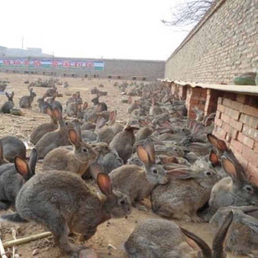 呼和浩特兔肉养殖场，在内蒙古呼和浩特，大量兔肉