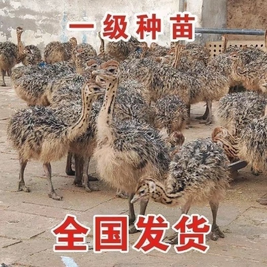 济宁非洲鸵鸟优质种苗非洲幼崽可长到200多斤一对包邮