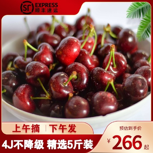 汉源县汉源大樱桃车厘子黑珍珠套带车厘子