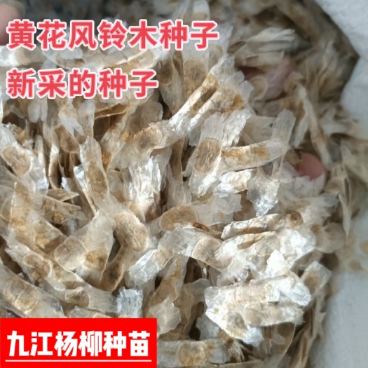 今年新采黄花风铃木树种子黄金风铃木巴西风铃木伊蓓树种籽包邮