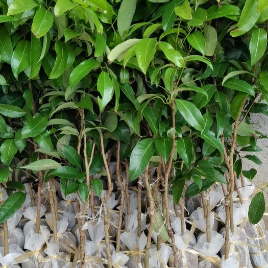高州市冰荔荔枝苗