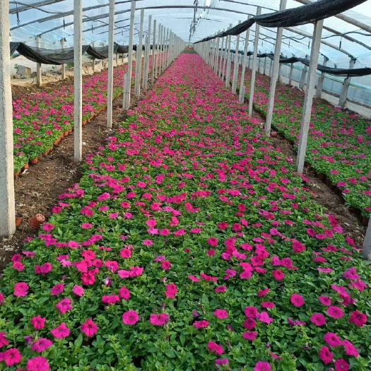 青州市草花矮牵牛批发