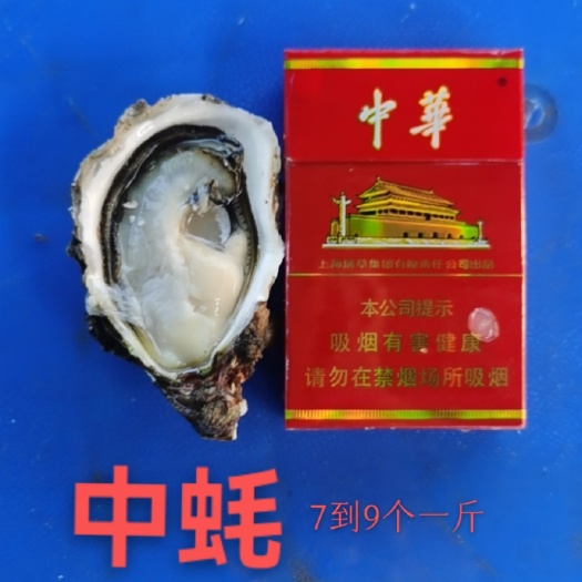 诏安县福建蚝 牡蛎海蛎   价格实惠