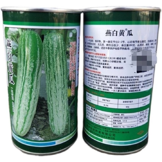 科光燕白黄瓜种子极早熟 圆筒形瓜绿白色抗病耐寒包邮