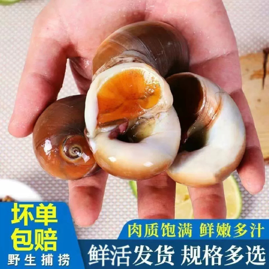 连云港猫眼螺鲜活香螺沙螺无泥无沙大香螺翡翠螺螺类海产品产地直发