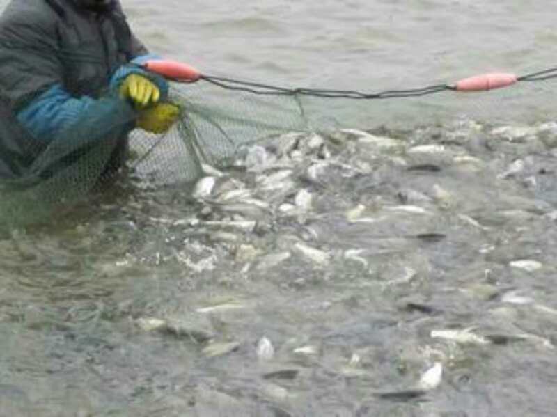 中科三號(hào)鯽魚  批發(fā)鯽魚 四大家魚 花鰱 草魚