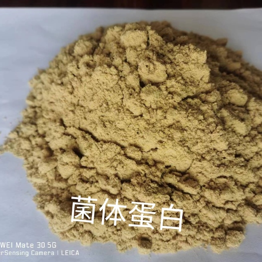 石家庄菌体蛋白