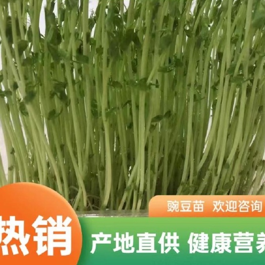 常州纯水豌豆苗，清脆爽口