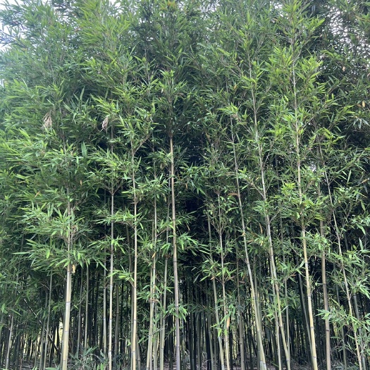苦竹