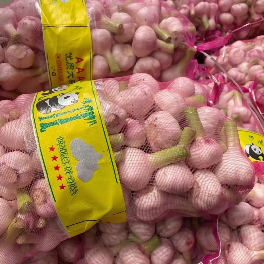 邳州市邳州鲜蒜（杂交紫红皮）大量上市大量供应