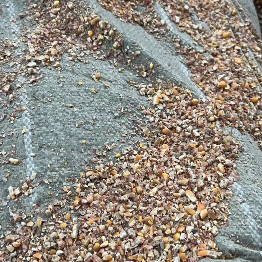 连云港出售毛粮碎玉米，玉米下脚料