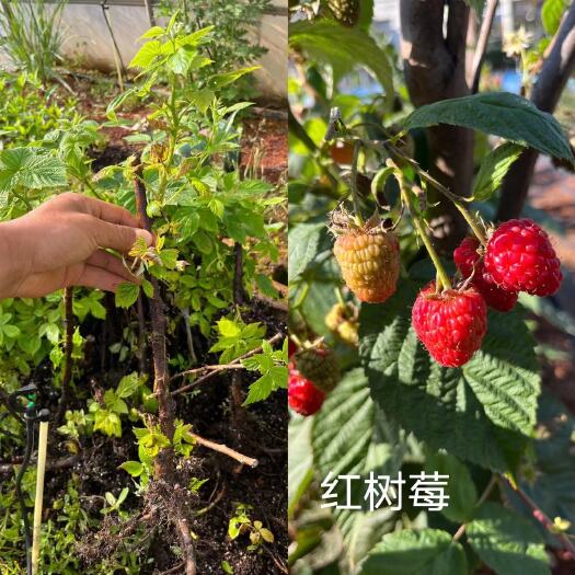 昆明树莓苗