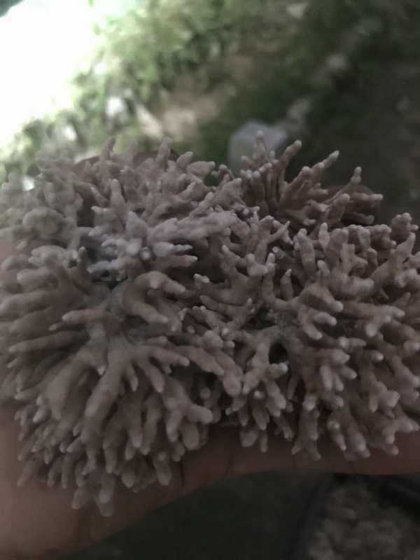 庆元县龙爪菇；珊瑚菌