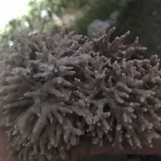 庆元县龙爪菇；珊瑚菌