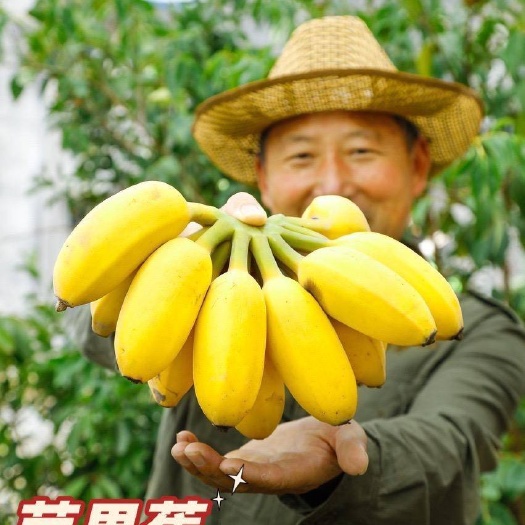 东山县福建苹果蕉