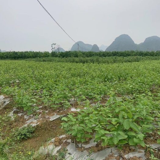 恭城县太秋甜柿，月柿品种纯正，质量保证