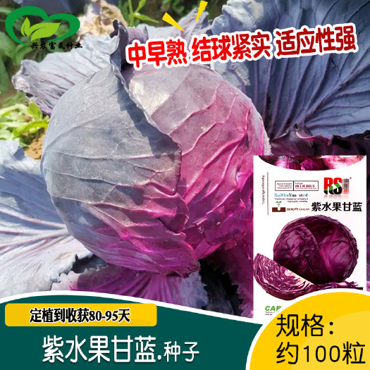 河间市紫甘蓝种子结球紧实口感脆甜卷心菜包心菜农田菜园易种紫甘蓝种子