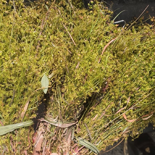 从江县茅膏菜