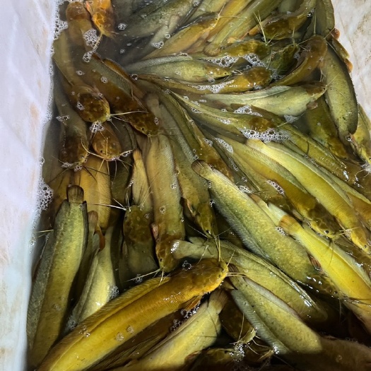 博白县三黄杂交快大塘角鱼，各种规格都有，货源充足。欢迎骚扰