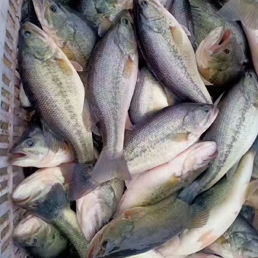 南京淡水鲈鱼 每条一斤左右