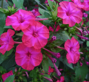 南宁紫茉莉种子胭脂花种 状元花种 花园阳台庭院盆栽易活播种易种花