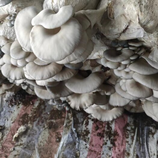 建平县食用菌批发