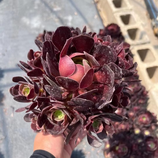 昆明法师 欧紫