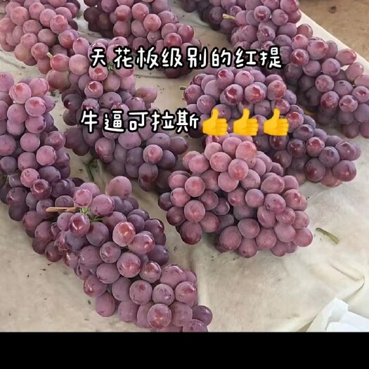 元谋县云南红提葡萄，阳光玫瑰，青提，茉莉香，大量上市，欢迎各位老板