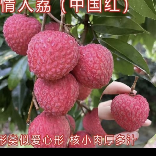 灵山县中国红荔枝苗 又名情人荔