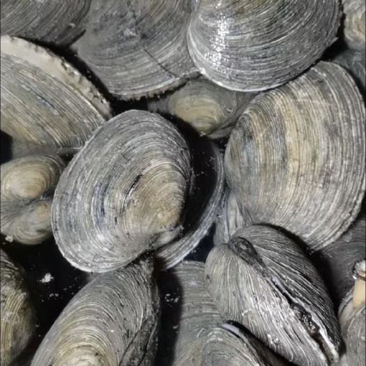 广州鹅蛋贝
