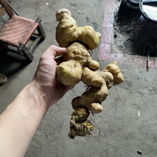 罗甸县黄精