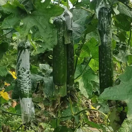 贵港肉丝瓜，青皮水瓜，现货基地自产直供，源头货源，欢迎选购！