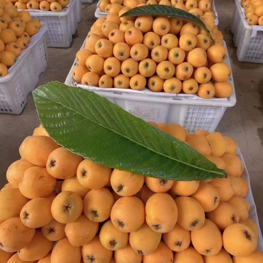 重庆市枇杷