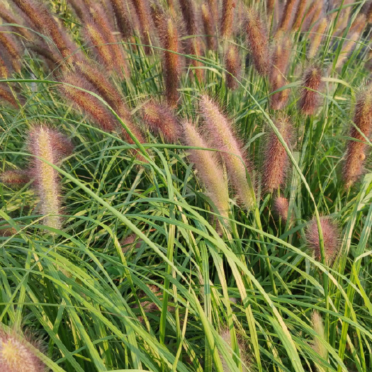 南宁护坡狼尾草种子多年生适应性强生长迅速观赏价值高