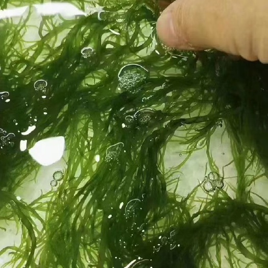 霞浦县2023最新海澡一箱10斤包邮包票