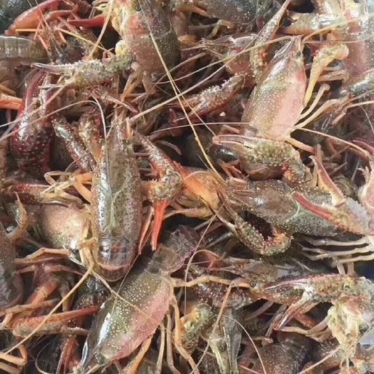 潜江市小龙虾
