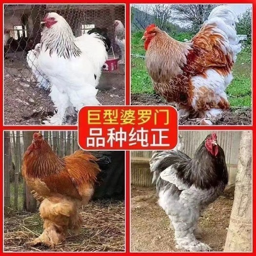 真婆罗门鸡梵天鸡四个颜色公母可选防疫齐全一个月脱温鸡批发零