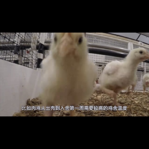 灯塔市肉雏