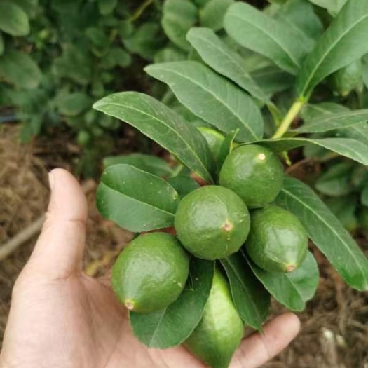 遂溪县大量广东香水柠檬供应，欢迎采购
