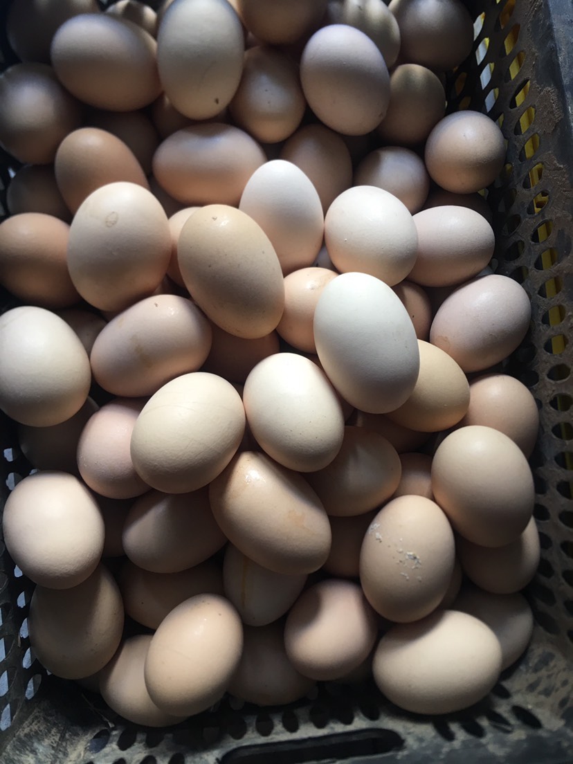 三都水族自治县鸡蛋，优质，贵州乡村本土鸡蛋