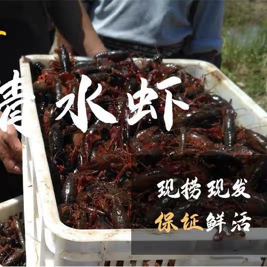 南通清水小龙虾，湖北潜江小龙虾基地直供