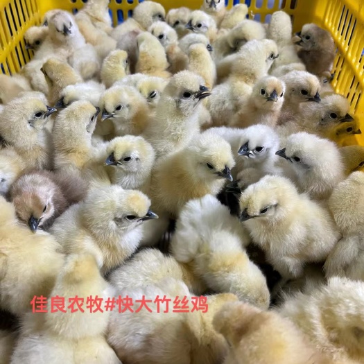 广州竹丝鸡苗，白凤乌鸡苗
