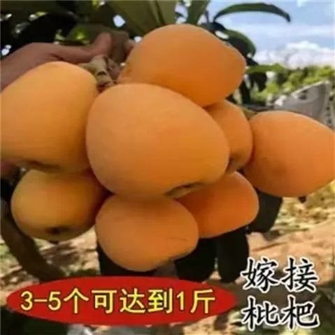 解放钟大枇杷  解放钟枇杷，大果枇杷六个左右一斤，果大味甜，