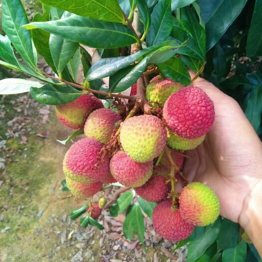 廉江市妃子笑荔枝整箱批发
