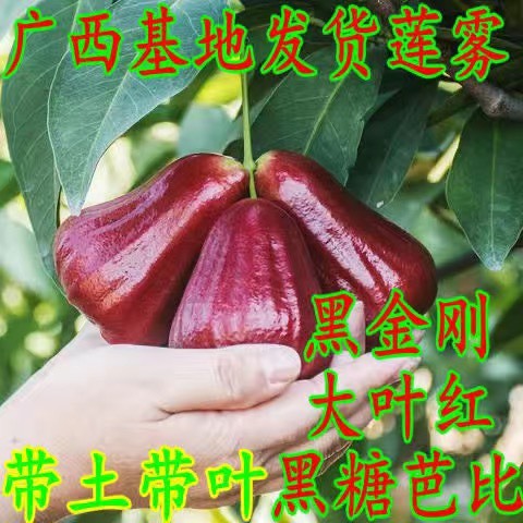 灵山县新鲜黑糖芭比莲雾果树苗
